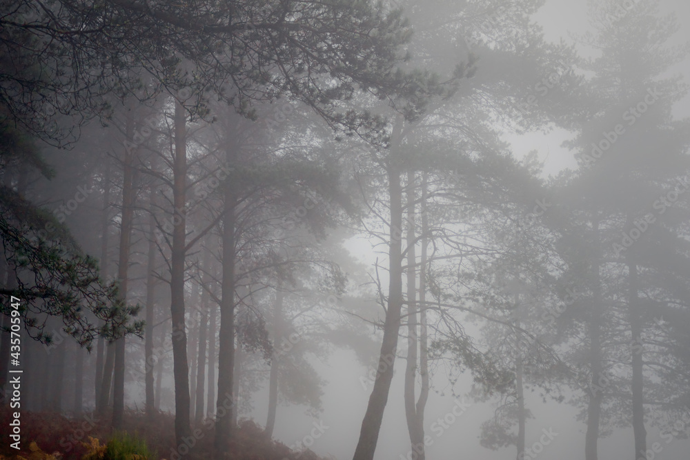 Fototapeta premium Moody autumn misty pines
