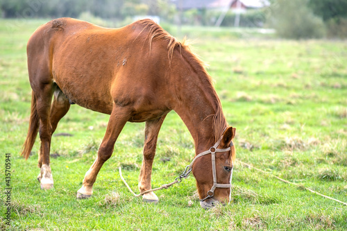 Beautiful chestnut horse grazing in summer field. Green pasture with feeding farm stallion. © bilanol