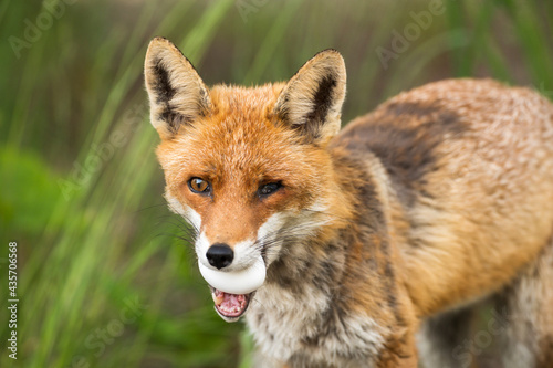 Ein Fuchs mit krankem Auge hat ein Ei im Maul 