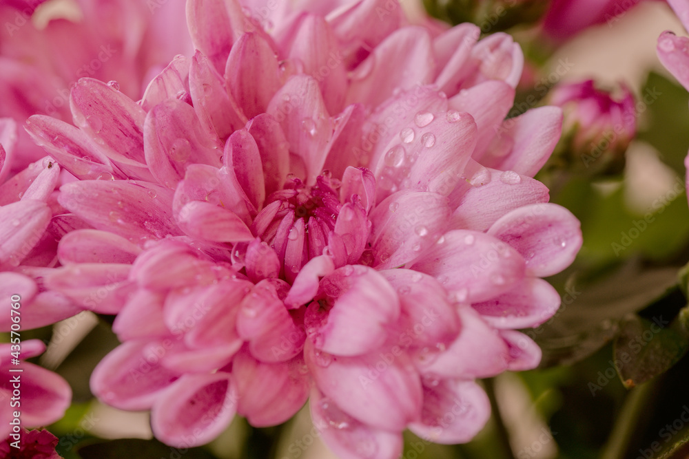 Rosa Chrysanthemen im Regen  - Chrysanthemum  2