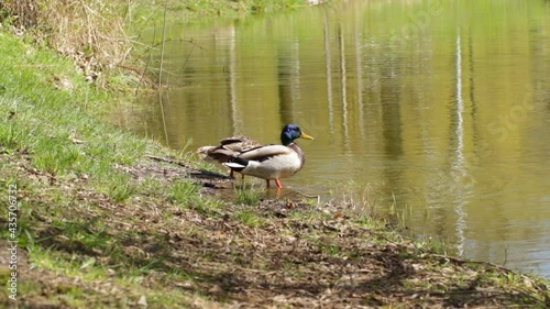 Male and female ducks sit on the shore of the lake and clean their feathers