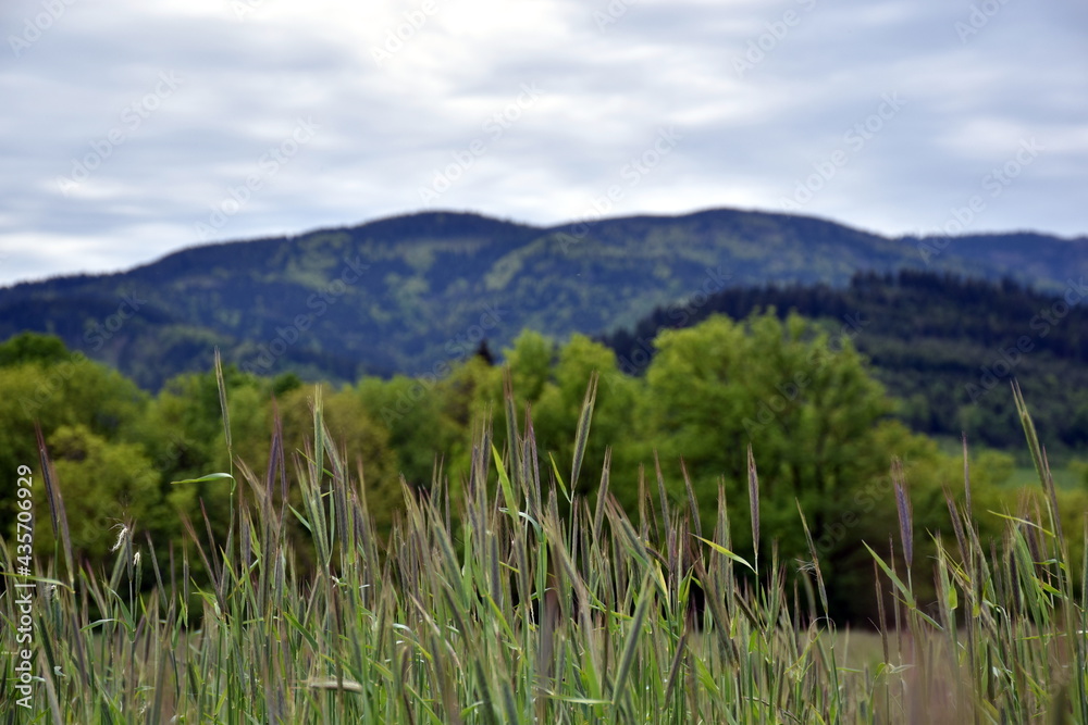 Frühlingslandschaft im Dreisamtal bei Freiburg Frühlingslandschaft im Dreisamtal bei Freiburg