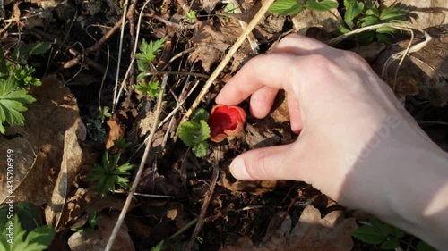 Collecting the first spring edible mushrooms. Sarcoscifa scarlet European delicacy
