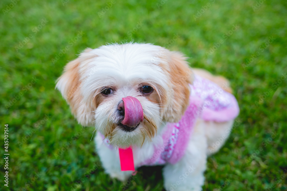 shitzu, she is beautiful and looks like a teddy bear shitzu, she is beautiful and looks like a teddy bear