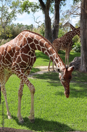 Photography giraffe in the zoo, eating.