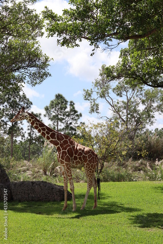 giraffe in the zoo  eating. 