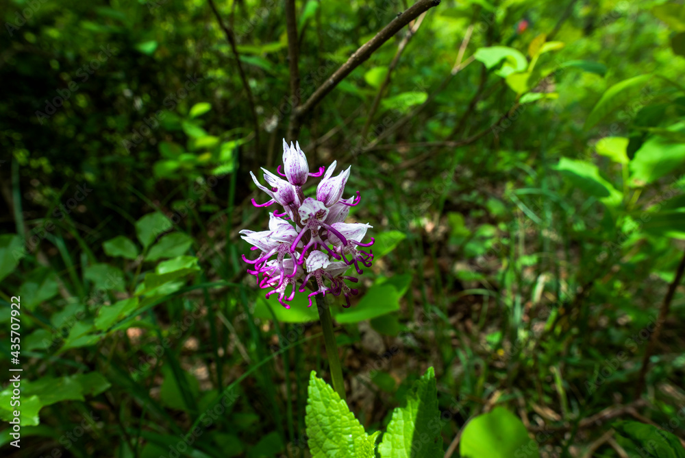 2021_05_01_Grancona_Orchis simia Lam