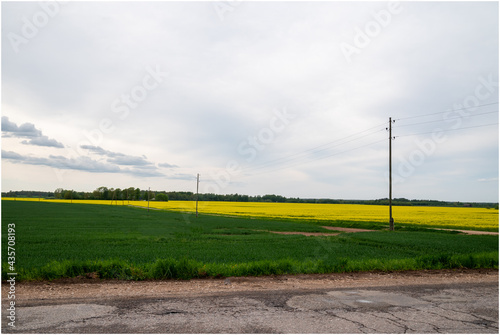 Rapseed field between green wheat and blue skies