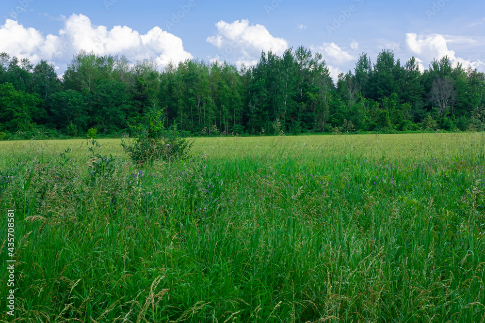 Fototapeta premium A field on a cloudy summer day