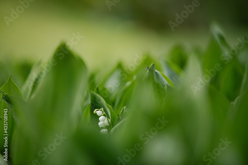 Lily of the valley in the natural green background. Best for spring illustration