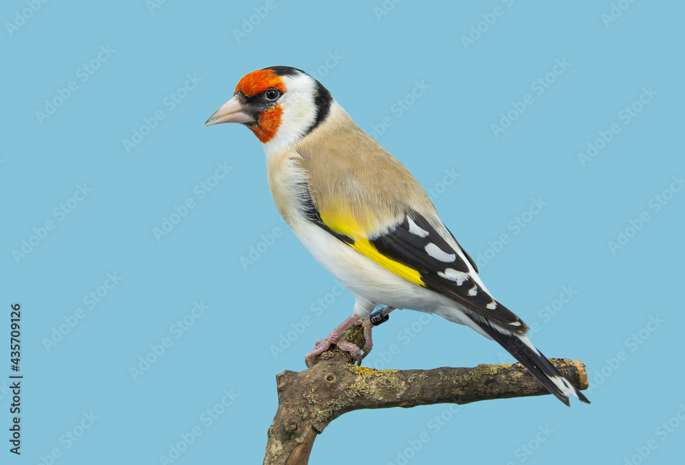 Goldfinch bird perched in softbox Goldfinch bird perched in softbox