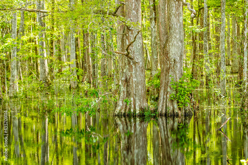 Louisiana Cypress Tree Swamp in the Forest and green bush