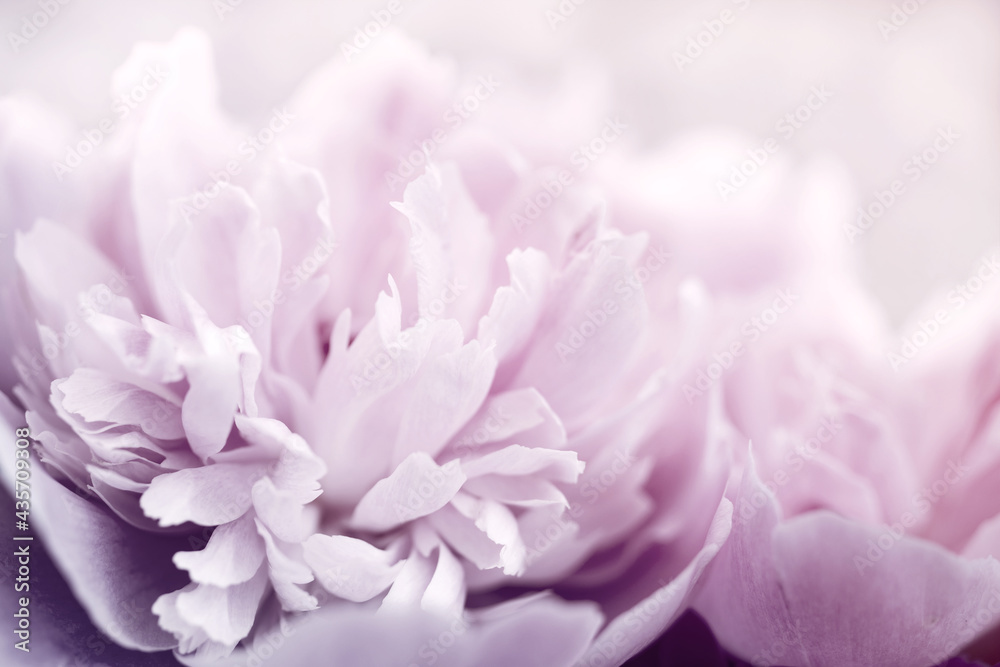 Floral vintage background with bouquet of pink peonies close up, toned, soft focus, copy space