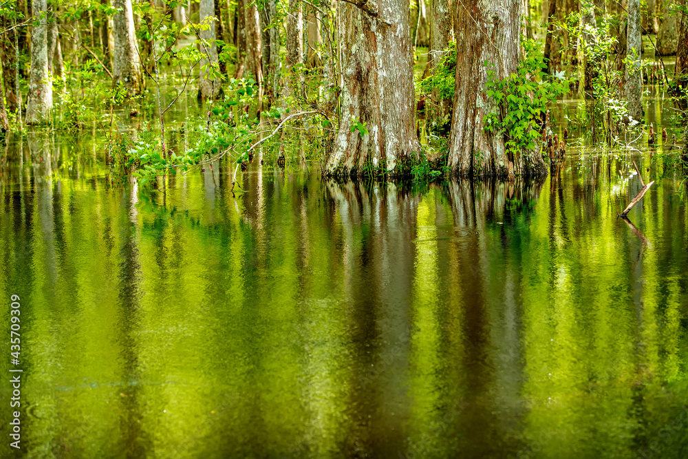 Louisiana Cypress Tree Swamp in the Forest and green bush Louisiana Cypress Tree Swamp in the Forest and green bush