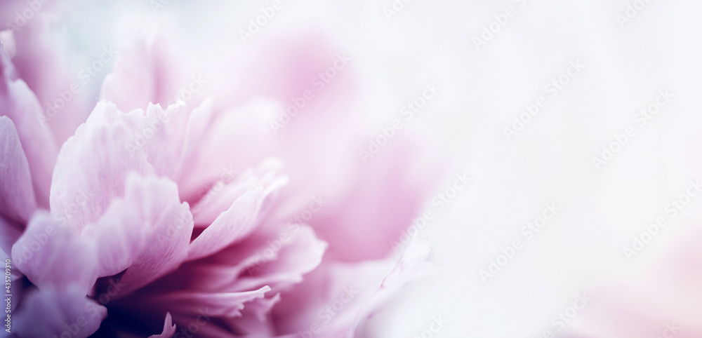 Floral vintage background banner with bouquet of pink peonies close up, toned, soft focus, copy space