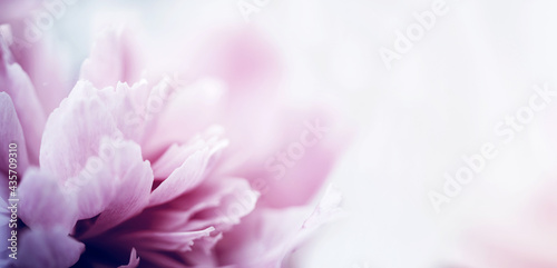 Floral vintage background banner with bouquet of pink peonies close up, toned, soft focus, copy space