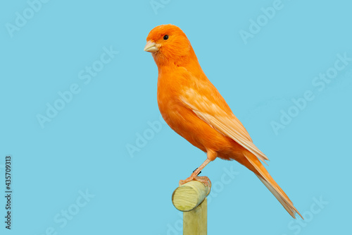 Red canary bird perched in softbox