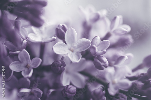 Floral vintage background with bouquet of purple lilac close up, toned, soft selective focus, copy space © isavira