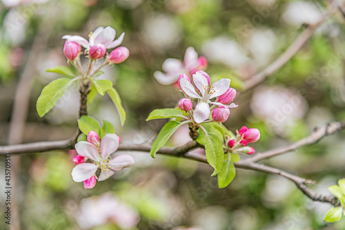 beautiful floral background of blooming apple tree branch close up