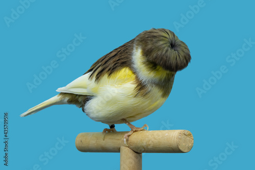 Gloster canary bird perched in softbox