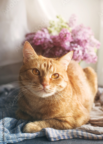 Red tabby cat resting near the window on a blue scarf against the background of a bouquet of lilacs in a vase
