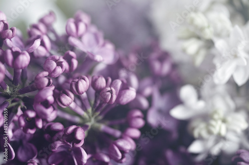 Floral vintage background with bouquet of purple lilac close up  toned  soft selective focus  copy space