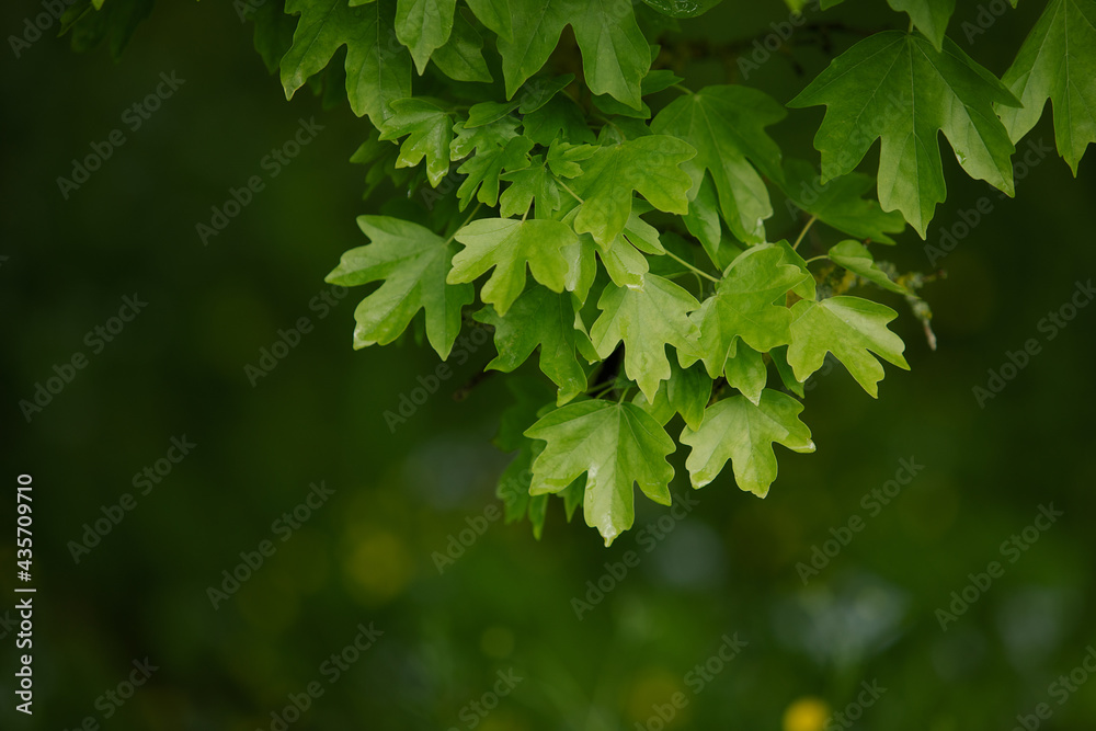 Natural background with green flora. Blurred background for entering the text with information. Natural background with green flora. Blurred background for entering the text with information.