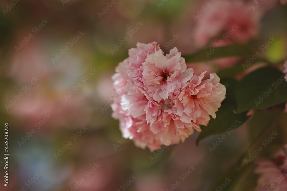 Shallow Depth of Field of Pink Sakura Blossom during May. Close-up of Double Flowers of Japanese Cherry Tree. Shallow Depth of Field of Pink Sakura Blossom during May. Close-up of Double Flowers of Japanese Cherry Tree.