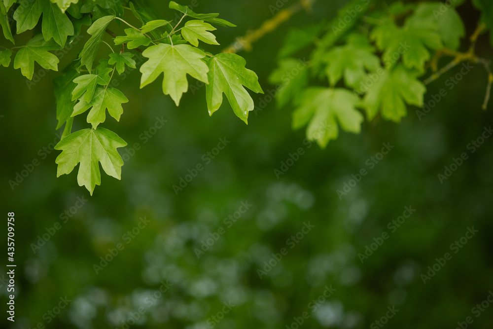 Natural background with green flora. Blurred background for entering the text with information. Natural background with green flora. Blurred background for entering the text with information.