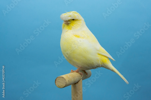 Yellow gloster canary bird perched in softbox