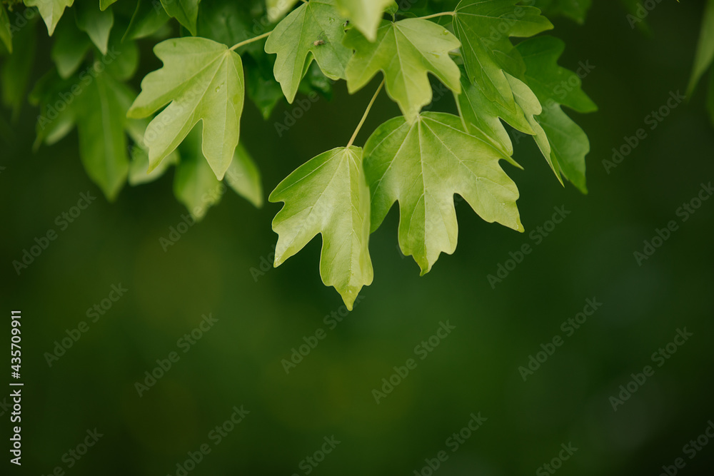 Natural background with green flora. Blurred background for entering the text with information. Natural background with green flora. Blurred background for entering the text with information.