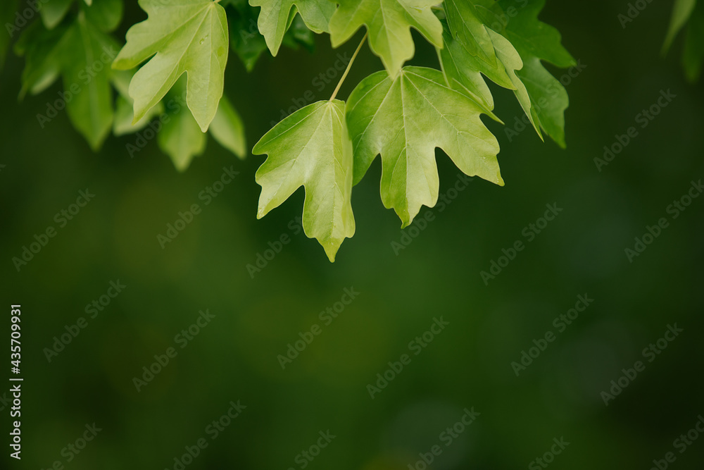 Natural background with green flora. Blurred background for entering the text with information. Natural background with green flora. Blurred background for entering the text with information.