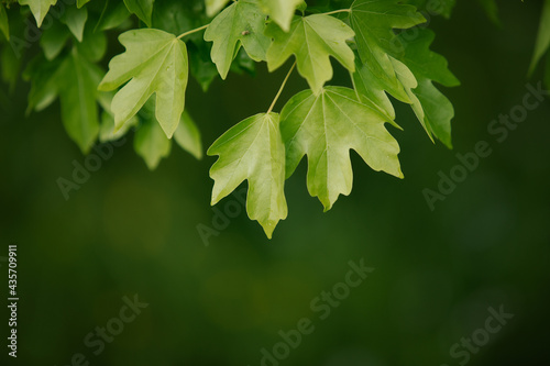 Natural background with green flora. Blurred background for entering the text with information.