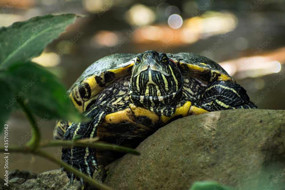 Obraz premium Turtle