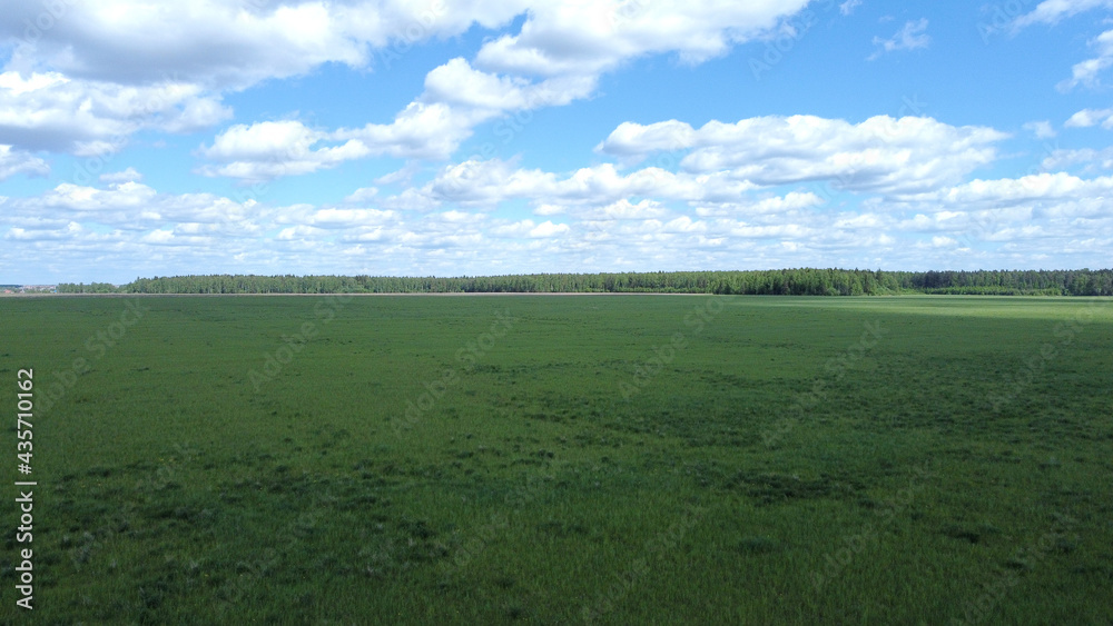Fototapeta premium Fresh flowered meadow. Aerial photography. Field and forest.