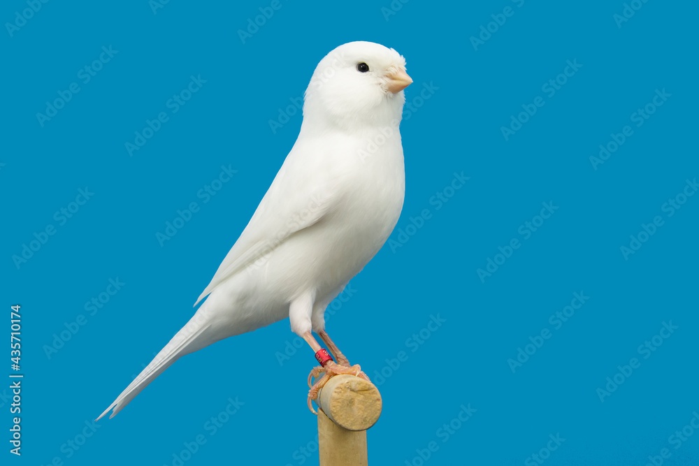 Obraz premium White canary bird perched in softbox