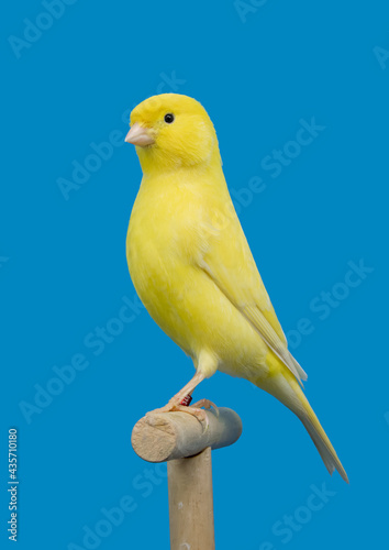 Yellow canary bird perched in softbox