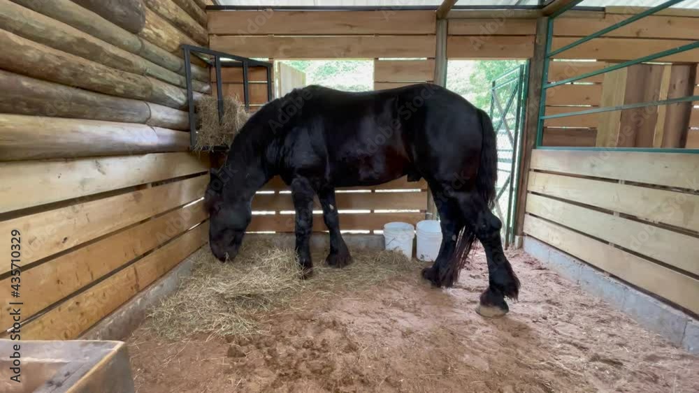 Beautiful closeup view of a Friendly balck station Horse in a Barn