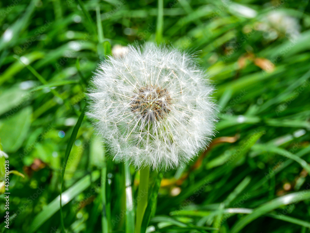 Dandelion blowball with seed heads on green meadow Dandelion blowball with seed heads on green meadow