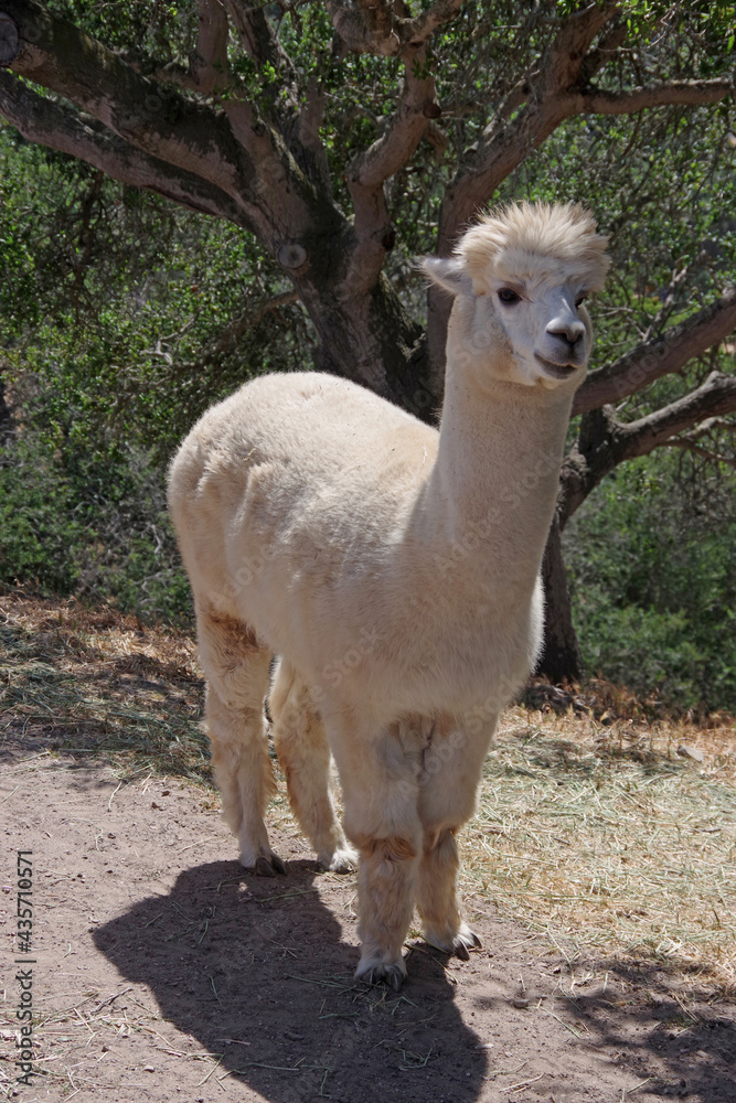 Obraz premium A single light tan colored alpaca