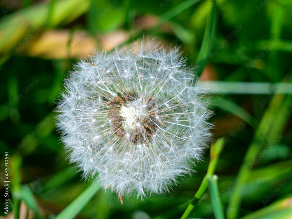 Fototapeta premium Dandelion blowball with seed heads on green meadow