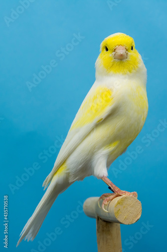 Yellow canary bird perched in softbox