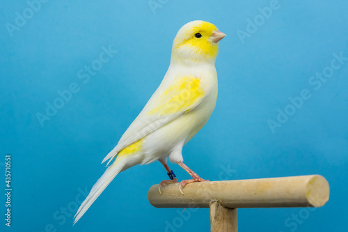 Yellow canary bird perched in softbox