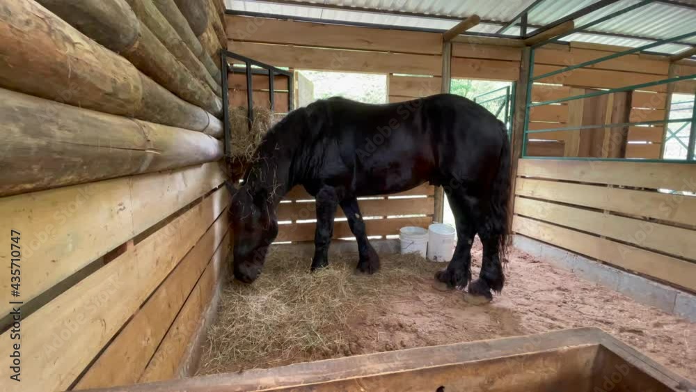 Beautiful closeup view of a Friendly balck station Horse in a Barn