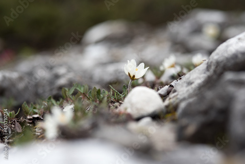 un bel gruppo di fiori primaverili in una giornata piovosa, dei bei fiori primaverili colorati, la natura ed i suoi splendidi colori photo