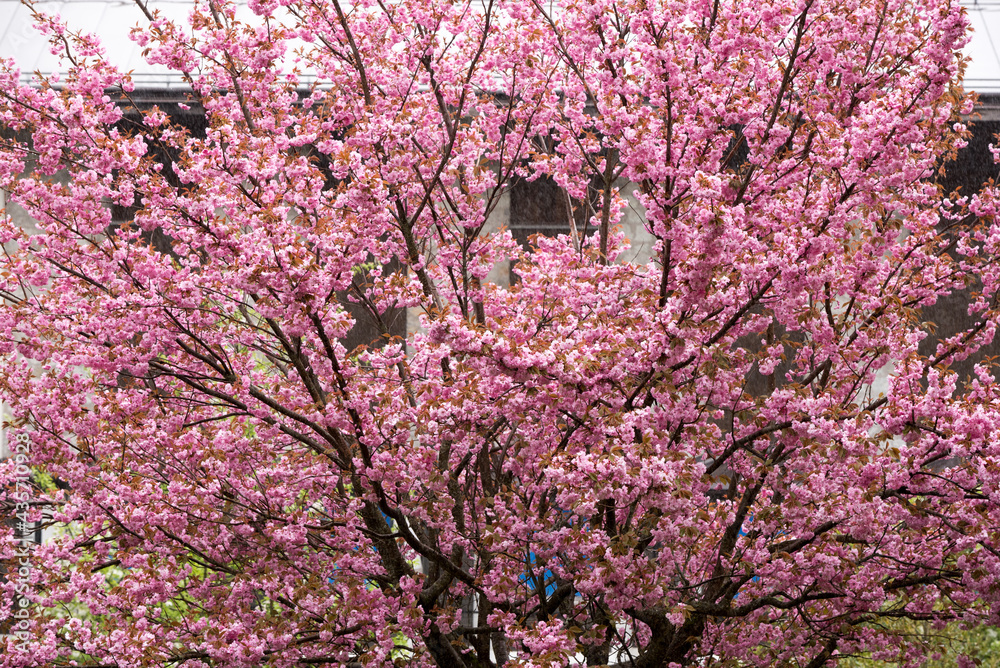un splendido ciliegio in piena fioritura con i suoi fiori rosa, i fiori rosa di colore intenso di uno splendido ciliegio un splendido ciliegio in piena fioritura con i suoi fiori rosa, i fiori rosa di colore intenso di uno splendido ciliegio