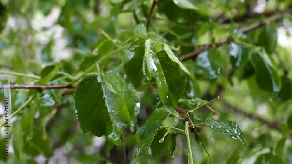 Raindrops background. Branch of a tree in the rain in slow motion. Green colour. Rain in the forest. Cloudy day concept. Nature footage. Raindrops background. Branch of a tree in the rain in slow motion. Green colour. Rain in the forest. Cloudy day concept. Nature footage.
