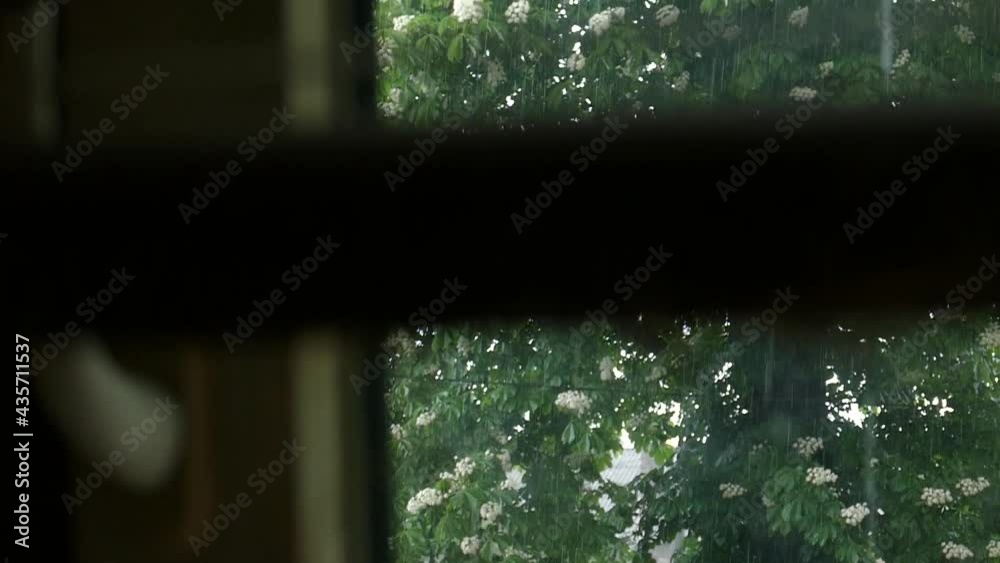 Rain outside the window. Rainy day. Raindrops background. Branch of a tree in the rain in slow motion. Green color.