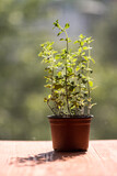 Oregano plant growing in a pot on white background isolated