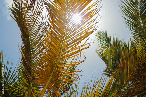 pomarańczowo zielone liście palm na tle błękitnego nieba osłaniające przed promieniami słońca